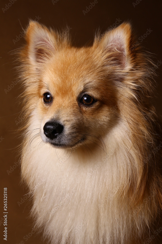 Pomeranian spitz Dog on brown background in studio