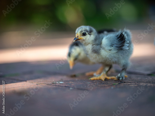 Three chicks