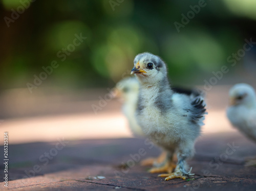 Three chicks