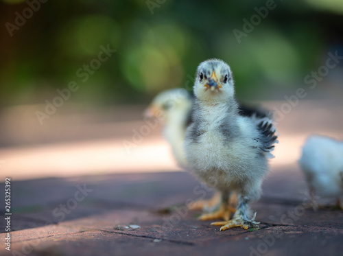 Three chicks