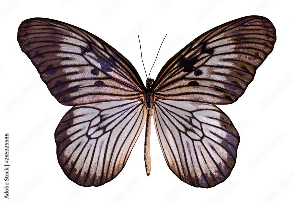 Color butterfly, isolated on white background with clipping path Color butterfly, isolated on white background with clipping path