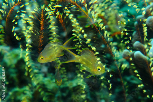Tableau sur toile Hiding in crinoid