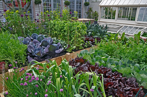 Obraz na plátně A kitchen garden in an urban setting with a ready supply of fresh vegetables