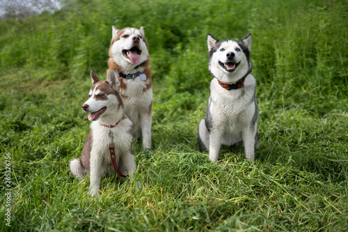 Siberian husky family - dad, mom and little daughter on the green grass in the spring park
