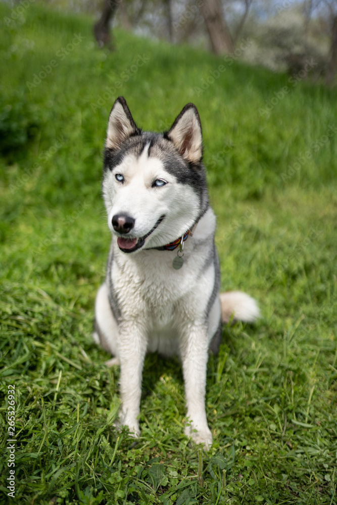Gray dog ​​breed Husky on green juicy spring grass close up portrait 