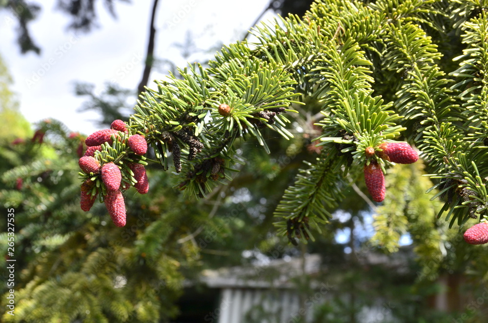 branch fir tree
