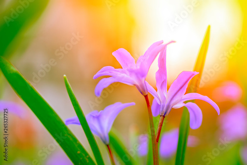 Turquoise pink delicate flowers in pastel shades on blurred sunny background, close-up. Fresh spring flowers in garden with soft sunlight for flower poster, Wallpaper or holiday card. Soft focus