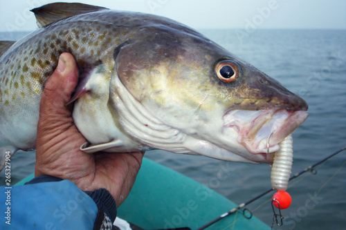 a gloved hand in the foreground holds two hooks extracted from two freshly gutted cod in the background