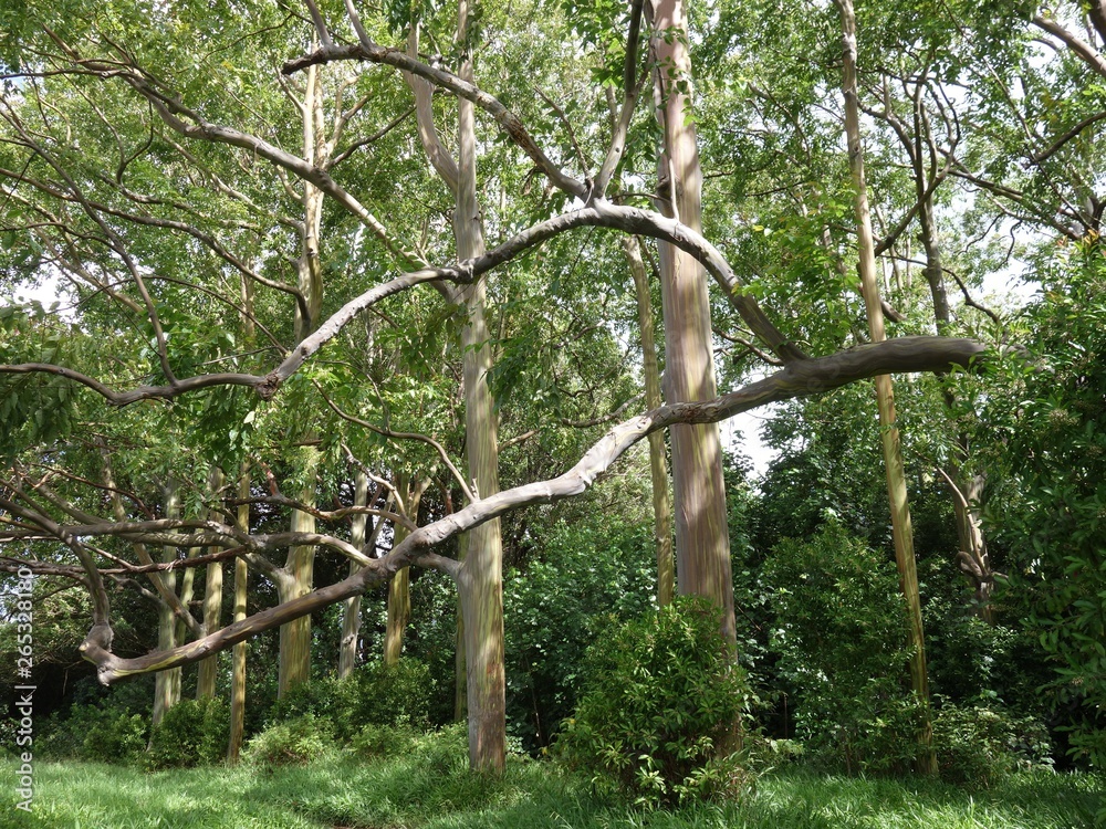 Painted Forest - Rainbow Eucalyptus Trees Hawaii Maui