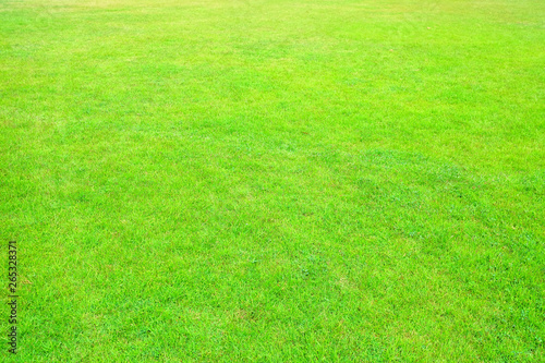 Green Grass Field Background.