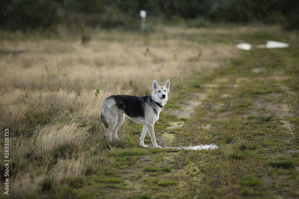 Front view at husky dog walking on a green meadow looking at camera. Green trees and grass background.