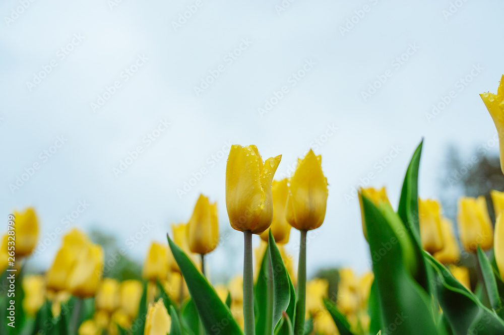 Fototapeta premium Tulips in the flower garden.