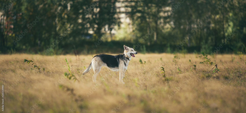 Naklejka premium Front view at husky dog walking on a green meadow looking aside. Green trees and grass background.