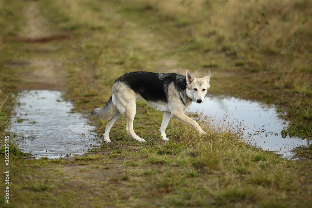 Front view at husky dog drinks water from a puddle on a green meadow. Green trees and grass background.