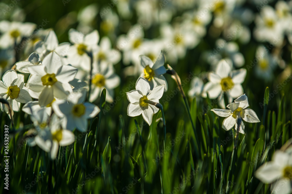 Green glade from white and yellow colors of narcissuses on a spring decline, in sunshine. Beautiful nature. Green glade from white and yellow colors of narcissuses on a spring decline, in sunshine. Beautiful nature.