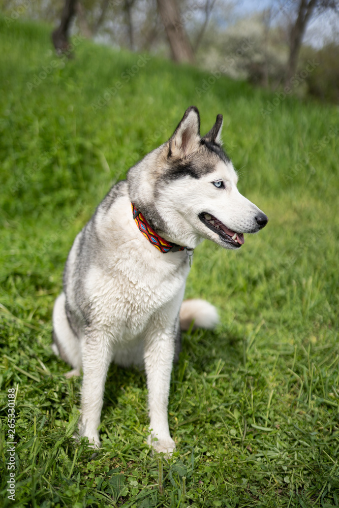 Gray dog ​​breed Husky on green juicy spring grass looking away