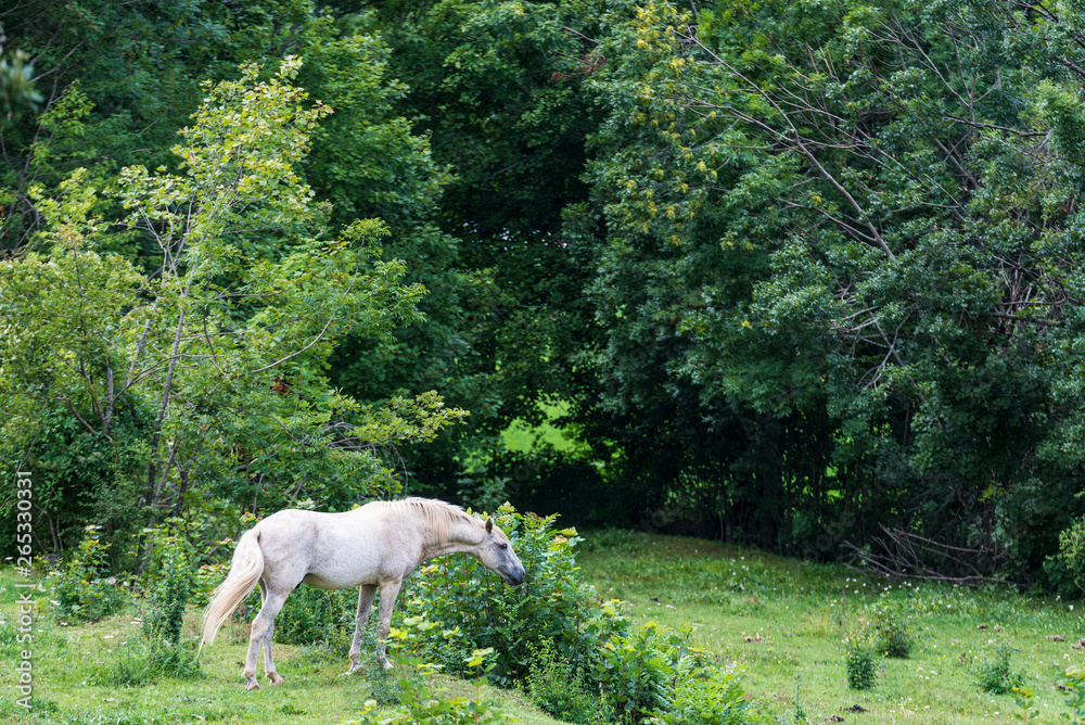 Obraz premium White horse eating grass in a meadow