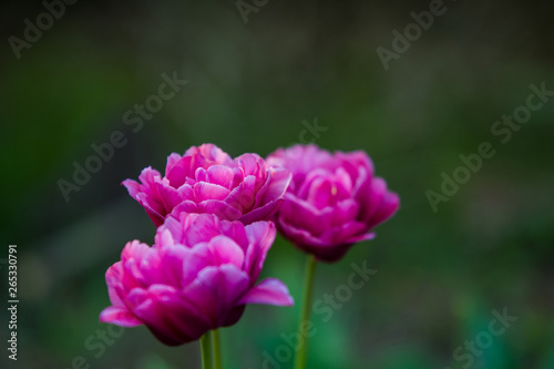 Green glade from crimson and violet unusual, decorative colors of tulips on a spring decline. Beautiful nature.