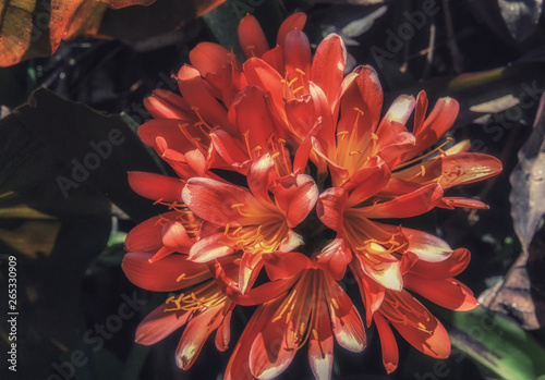 Delicate patterns of exotic Brownea grandiceps flower photo