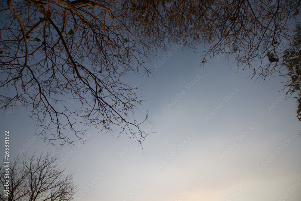 Fototapeta premium tree in the fog and sky background