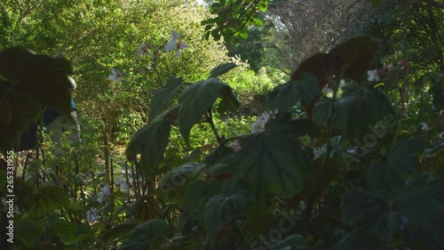 A long shot focused on the white and pink flowers with people walking in the background throught the flora.  photo