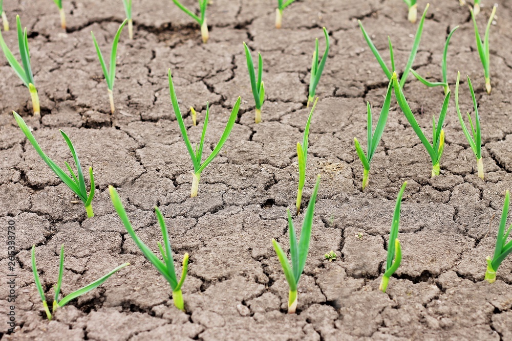 young green shoots of garlic in cracked earth young green shoots of garlic in cracked earth