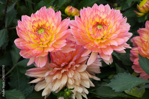 Big beautiful flower