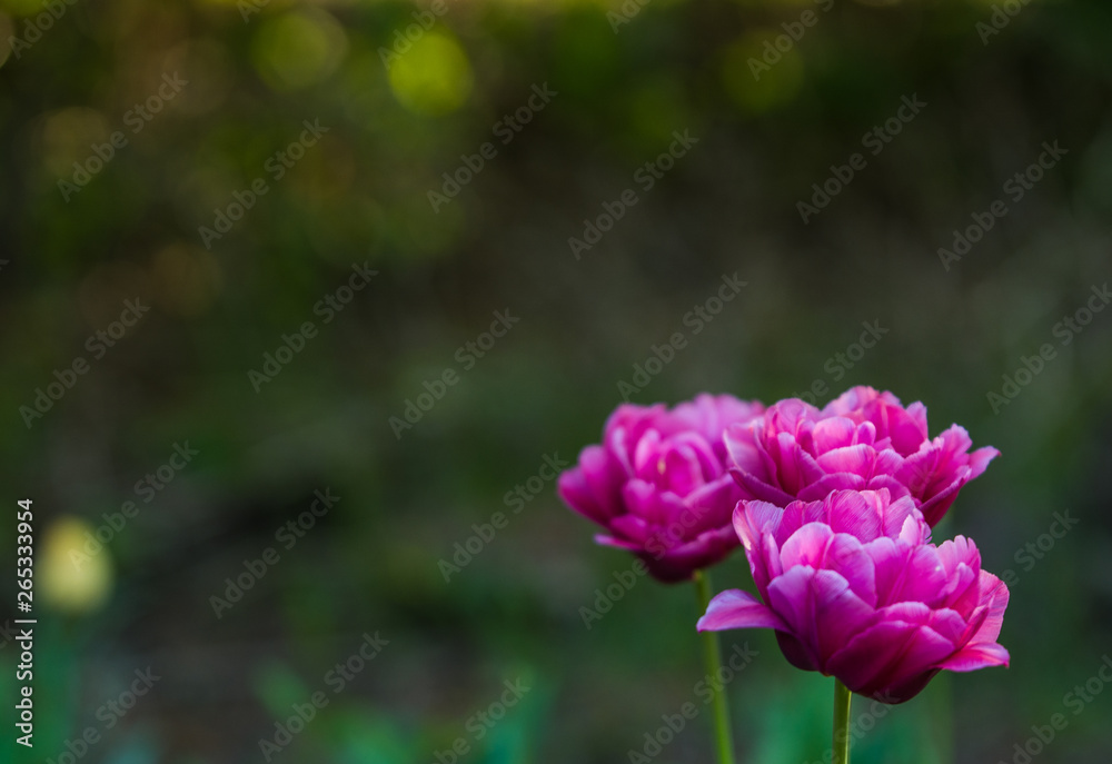Green glade from crimson and violet unusual, decorative colors of tulips on a spring decline. Beautiful nature.