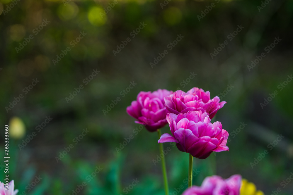 Green glade from crimson and violet unusual, decorative colors of tulips on a spring decline. Beautiful nature. Green glade from crimson and violet unusual, decorative colors of tulips on a spring decline. Beautiful nature.