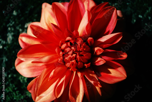 closeup of red dahlia