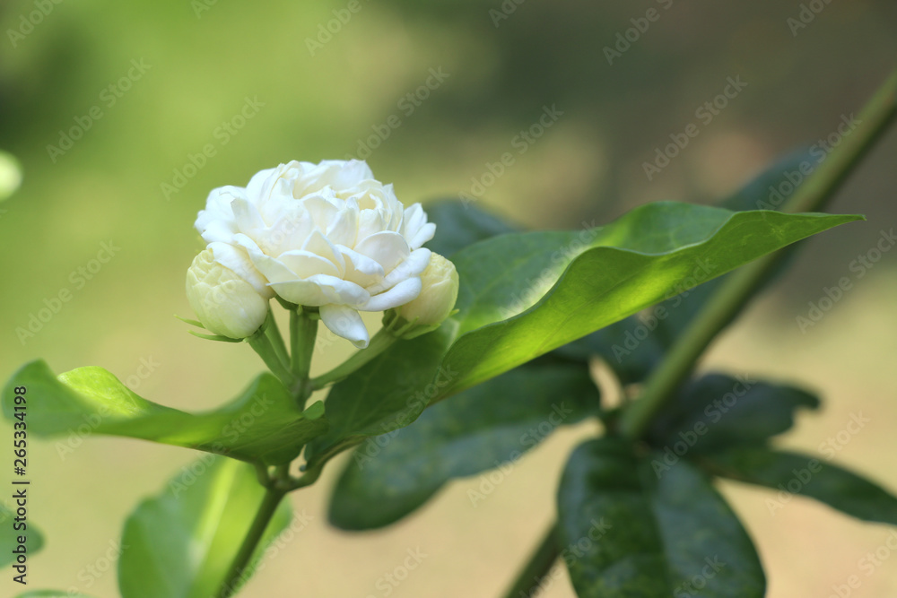 Obraz premium Jasmine and leaves on the jasmine branch.