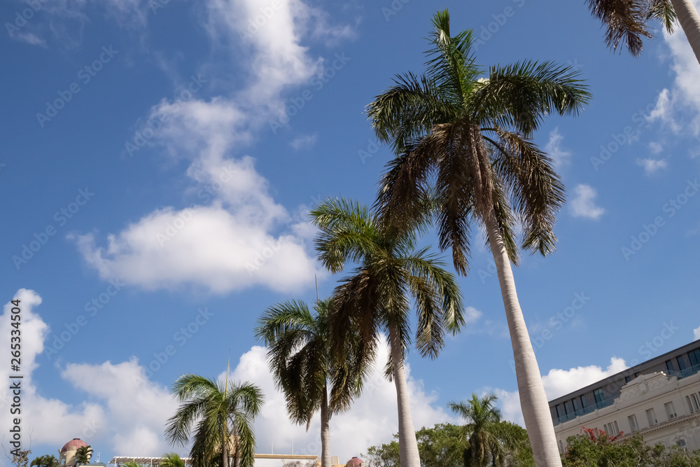 Palm trees in Parque Central, Havana Cuba