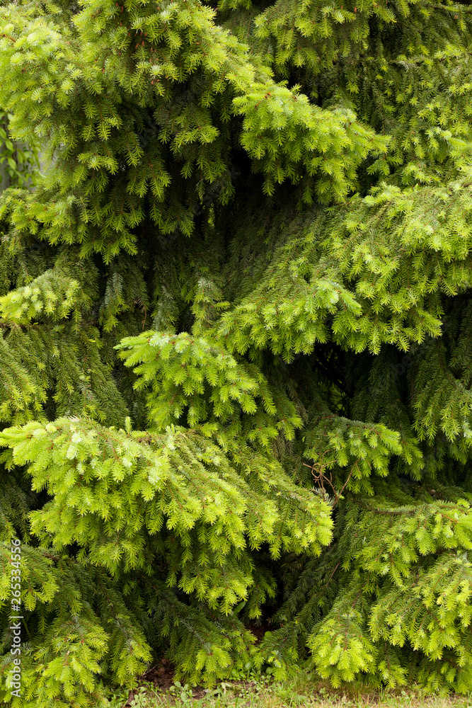 Spruce tree branches and needles close-up Spruce tree branches and needles close-up