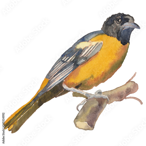 Εκτύπωση καμβά The Baltimore oriole. Watercolor hand painted drawing of bird.