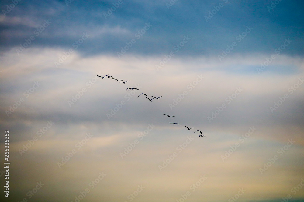 birds flying to home on colorful sky soft cloud birds flying to home on colorful sky soft cloud