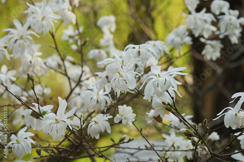 white flowering tree Magnolia