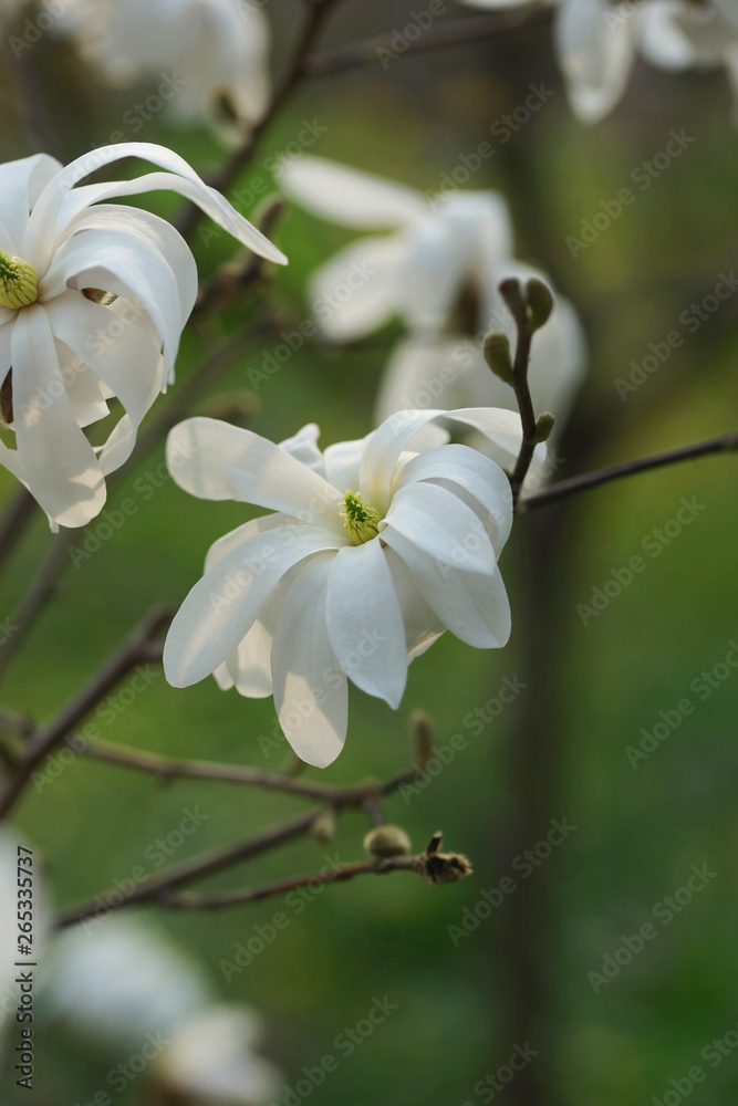 white flowering tree Magnolia white flowering tree Magnolia