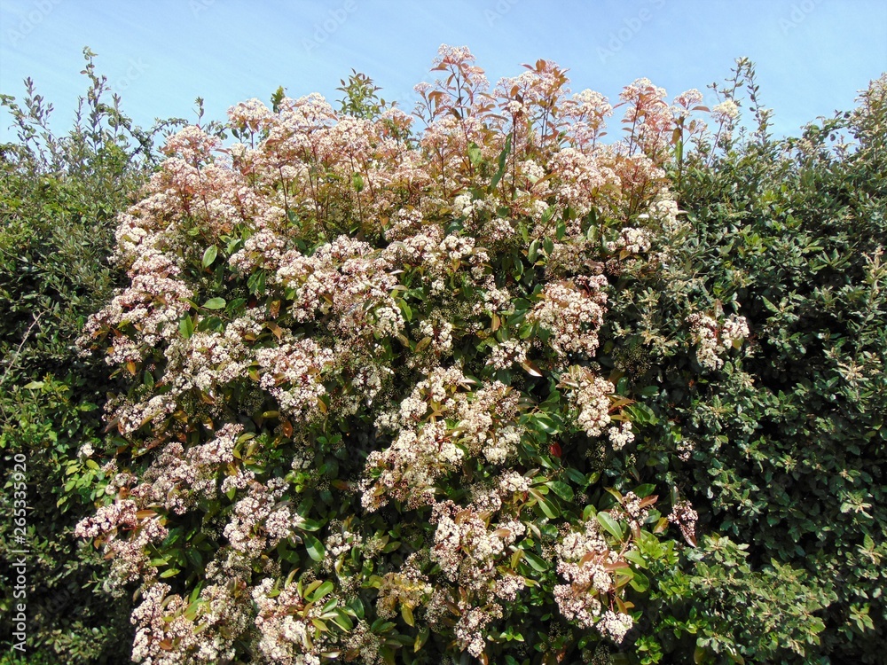 Fresh foliage and blossom of Photinia or red Robin plant, growing outdoors. Green and red leaves and white flowers of a Photinia in spring. Fresh foliage and blossom of Photinia or red Robin plant, growing outdoors. Green and red leaves and white flowers of a Photinia in spring.