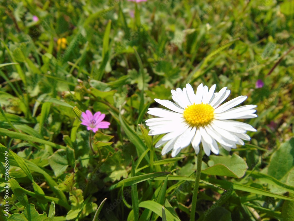 Close up of chamomile flowers growing in green grass in spring,in natural environment. Close up of chamomile flowers growing in green grass in spring,in natural environment.