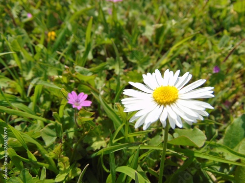 Close up of chamomile flowers growing in green grass in spring in natural environment.