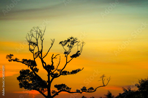 silhouette dry branch tree orange sunset sky