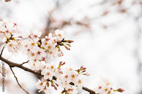 Cherry blossom in spring for background or copy space for text