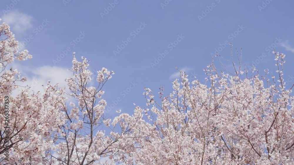 Cherry blossoms and blue sky swaying in the wind Cherry blossoms and blue sky swaying in the wind