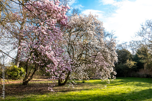 Pink and withe Magnolia with flowers