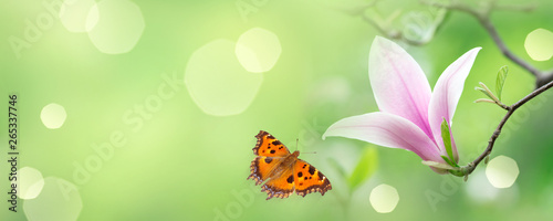 Mysterious spring background with blooming pink magnolia flowers and flying butterfly. Fantasy floral banner.