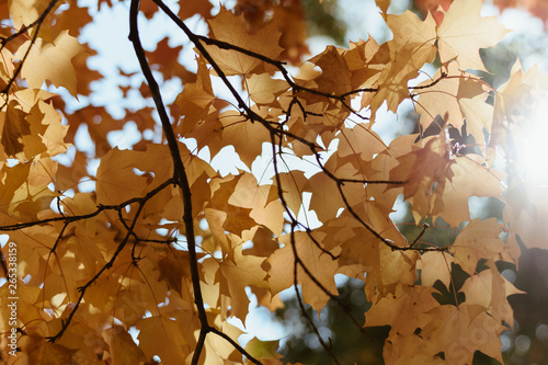 autumn leaves on tree (bright)