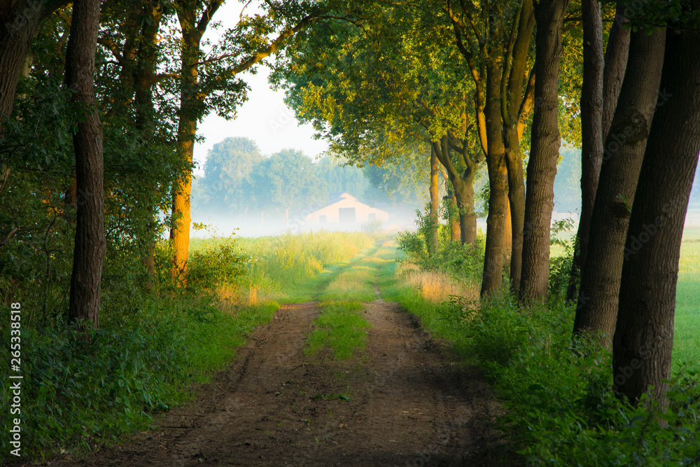 Obraz premium Wiejska droga i mgła w oddali