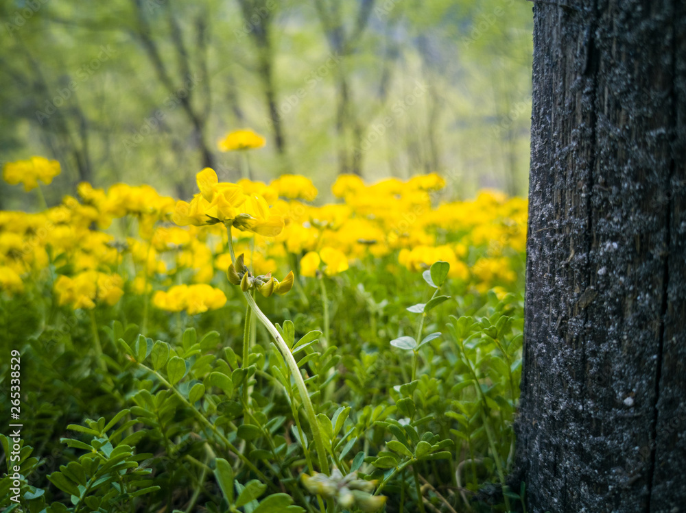 yellow flowers in the undergrowth in spring with tree on the right