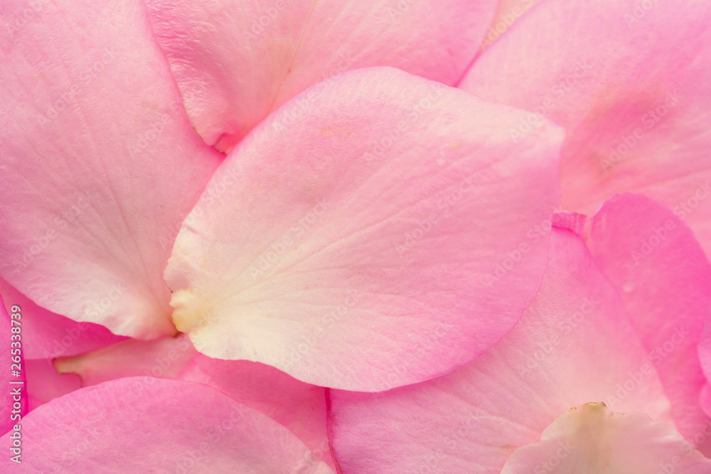 beautiful pink rose petals for Valentines day background top view beautiful pink rose petals for Valentines day background top view