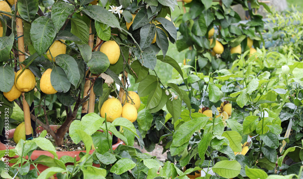 citrus glove with many plants of yellow lemons